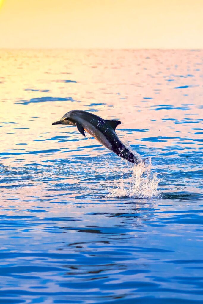 Maldives Island Dolphin